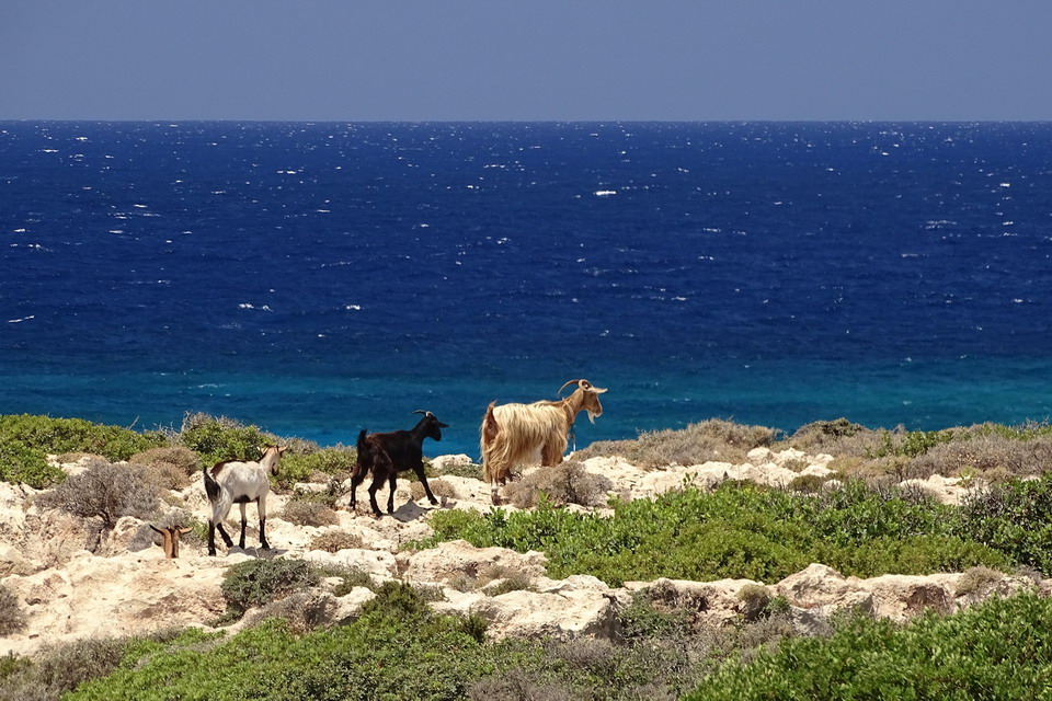  Kri Kri kritske divlje koze 